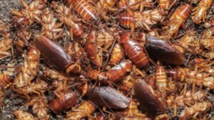 apa perbedaan daur hidup kecoa dan lalat, berikut ini tahap daur hidup kecoa adalah, cara daur hidup kecoa, ceritakan daur hidup kecoa, contoh daur hidup kecoa, daur hidup ayam kecoa nyamuk, daur hidup dari kecoa, daur hidup dari kecoa adalah, daur hidup hewan kecoa adalah, daur hidup hewan kecoa tersebut tidak mengalami tahap, daur hidup hewan kecoa tidak mengalami tahap, daur hidup katak kecoa capung dan nyamuk, daur hidup katak kecoa capung nyamuk, daur hidup kecoa, daur hidup kecoa adalah, daur hidup kecoa belalang, daur hidup kecoa belalang capung, daur hidup kecoa belalang dan capung, daur hidup kecoa benar, daur hidup kecoa beserta penjelasannya, daur hidup kecoa brainly, daur hidup kecoa capung nyamuk lalat, daur hidup kecoa dan belalang, daur hidup kecoa dan capung, daur hidup kecoa dan fakta menarik, daur hidup kecoa dan katak, daur hidup kecoa dan kupu-kupu, daur hidup kecoa dan lalat, daur hidup kecoa dan nyamuk, daur hidup kecoa dan penjelasannya, daur hidup kecoa dimulai dari, daur hidup kecoa hewan, daur hidup kecoa sama dengan, daur hidup kecoa sama dengan daur hidup capung karena, daur hidup kecoa sama dengan hewan, daur hidup kecoa secara singkat, daur hidup kecoa setelah katak muda akan menjadi, daur hidup kecoa setelah telur, daur hidup kecoa setelah telur adalah, daur hidup kecoa setelah telur adalah brainly, daur hidup kecoa tidak mengalami, daur hidup kecoa tidak mengalami tahap, daur hidup kecoa yang benar, daur hidup kecoa yang benar adalah, daur hidup kecoa yang benar yaitu, daur hidup kecoa yang merugikan manusia, daur hidup kecoa yang tepat adalah, daur hidup kecoak yang benar adalah, daur hidup metamorfosis kecoa, daur hidup nyamuk kecoa lalat dan katak, daur hidup pada kecoa, daur hidup persamaan kecoa, daur hidup seperti kecoa adalah, daur ulang hidup kecoa, fakta menarik daur hidup kecoa, fase daur hidup kecoa, foto daur hidup kecoa, gambar daur hidup kecoa, gambar daur hidup kecoa brainly, jelaskan daur hidup kecoa, jelaskan daur hidup kecoa dan capung, jelaskan daur hidup kecoa dan kupu-kupu, jelaskan perbedaan daur hidup kecoa dan nyamuk, jelaskan persamaan daur hidup kecoa dan capung, jelaskan proses daur hidup metamorfosis kecoa, jelaskan tentang daur hidup pada gambar kecoa, jelaskan urutan daur hidup hewan kecoa, jenis daur hidup kecoa, jenis daur hidup kecoa adalah, jenis daur hidup kecoa brainly, jenis daur hidup kecoa dan capung, kesamaan daur hidup kecoa dan capung, keterangan daur hidup kecoa, menyebutkan daur hidup kecoa, ok google daur hidup kecoa, ok google daur hidup kecoa yang benar adalah, pada daur hidup kecoa setelah telur akan berubah menjadi, pada daur hidup kecoa setelah telur menetas berubah menjadi, penjelasan daur hidup kecoa, penjelasan tentang daur hidup kecoa adalah, perbandingan tahapan daur hidup kecoa dan lalat, perbedaan antara daur hidup kecoa dan nyamuk, perbedaan daur hidup katak kecoa, perbedaan daur hidup kecoa dan capung, perbedaan daur hidup kecoa dan kupu kupu, perbedaan daur hidup kecoa dan lalat, perbedaan daur hidup kecoa dan nyamuk, persamaan antara daur hidup kecoa dan nyamuk, persamaan daur hidup kecoa dan capung, persamaan daur hidup kecoa dan katak adalah sebagai berikut, persamaan daur hidup kecoa dan katak yaitu, persamaan daur hidup kecoa dan kupu kupu, persamaan daur hidup kecoa dan nyamuk, proses daur hidup kecoa, proses daur hidup kecoa adalah, proses daur hidup metamorfosis kecoa, skema daur hidup kecoa, tahapan daur hidup hewan kecoa, tahapan daur hidup kecoa, tahapan daur hidup kecoa adalah, tahapan daur hidup kecoa yang benar adalah, tahapan daur hidup kecoa yang ditunjukkan pada huruf x adalah, tahapan daur hidup kecoa yang merugikan manusia adalah, tulislah daur hidup kecoa, uraikan tentang daur hidup kecoa, uraikanlah proses daur hidup hewan kecoa, urutan daur hidup kecoa, urutan daur hidup kecoa adalah, urutan daur hidup kecoa yang benar, urutan daur hidup kecoa yang benar adalah, urutan daur hidup pada kecoa adalah, urutan proses daur hidup kecoa adalah,