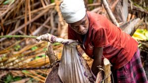 Cara Tradisional dan Modern Mengolah Sagu Menjadi Tepung Siap Pakai
